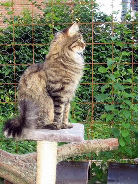 Maine Coon Mollie billede 4