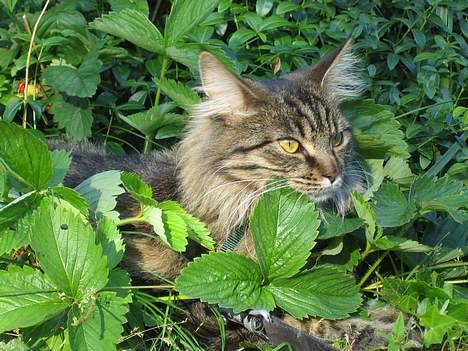 Maine Coon Mollie billede 5