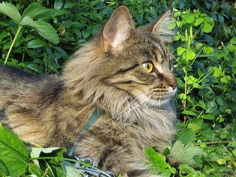 Maine Coon Mollie billede 6