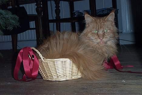 Maine Coon Løvehulen Mighty Hercules billede 4