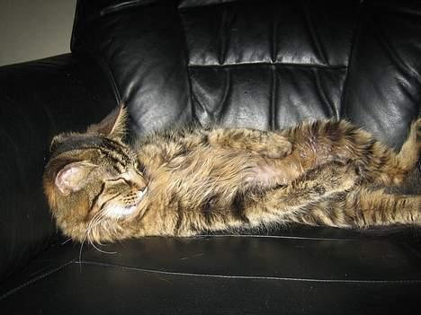 Maine Coon Mollie billede 7