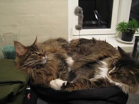 Maine Coon Mollie billede 8