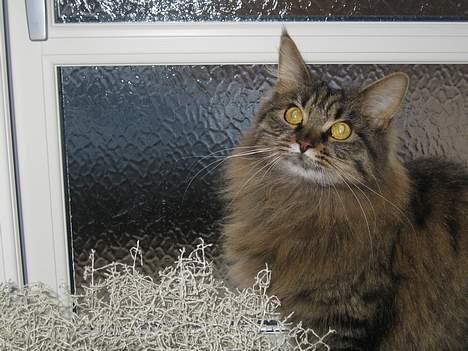 Maine Coon Mollie billede 9