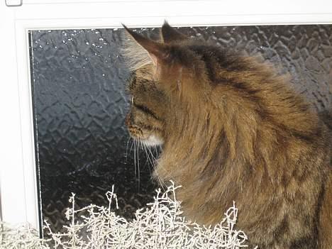 Maine Coon Mollie billede 10