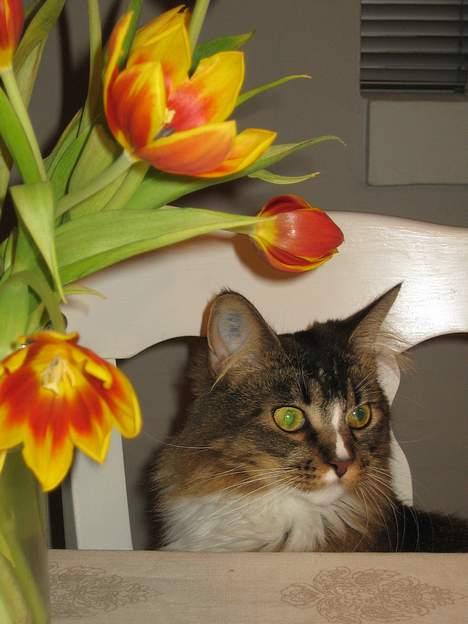 Maine Coon Victor billede 14