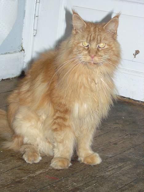 Maine Coon Løvehulen Mighty Hercules billede 5