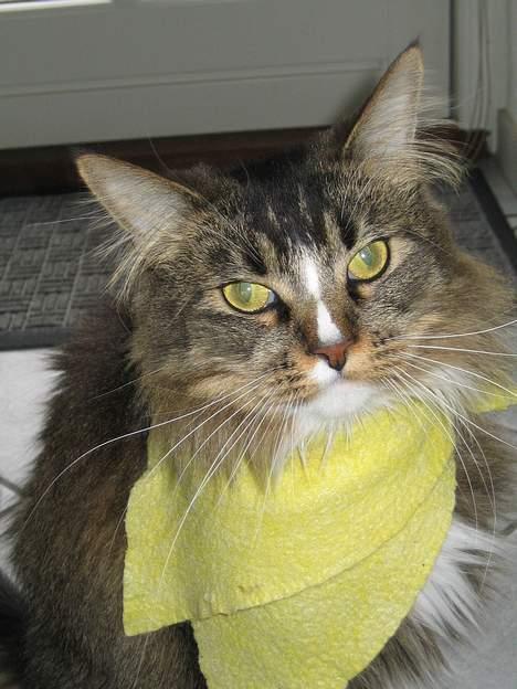 Maine Coon Victor billede 15