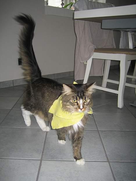 Maine Coon Victor billede 16