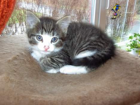 Maine Coon Caesar billede 2