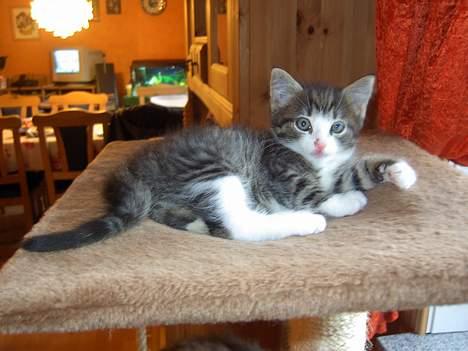 Maine Coon Caesar billede 3