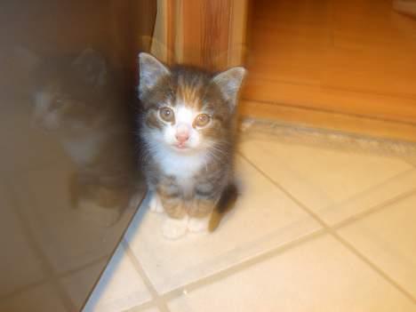 Maine Coon Caesar billede 4