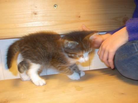 Maine Coon Caesar billede 5