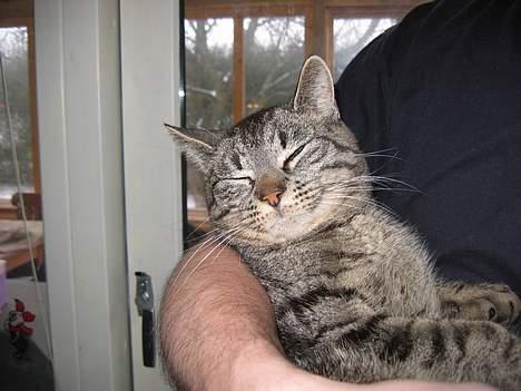 Huskat Rabi - Jeg elsker bare at ligge her billede 14