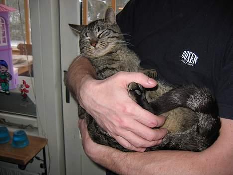 Huskat Rabi - Rabi elsker at ligge i arm og blive nusset på maven. billede 15