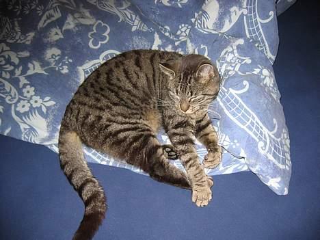 Huskat Rabi - Nu har jeg spist, så nu trænger jeg til en lur i mors dyner billede 16