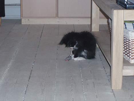 Maine Coon Teasy billede 5