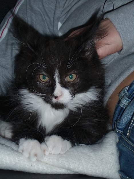 Maine Coon Teasy billede 6