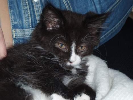 Maine Coon Teasy billede 7