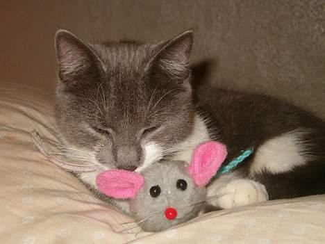 Blanding af racer Sweety - vi to venner sover  billede 11