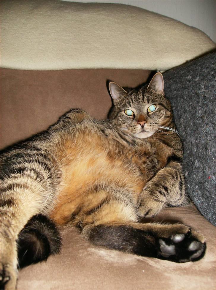 Huskat Pumba billede 1