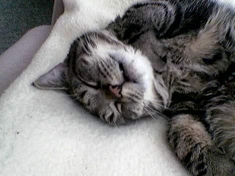 Huskat Pumba billede 2