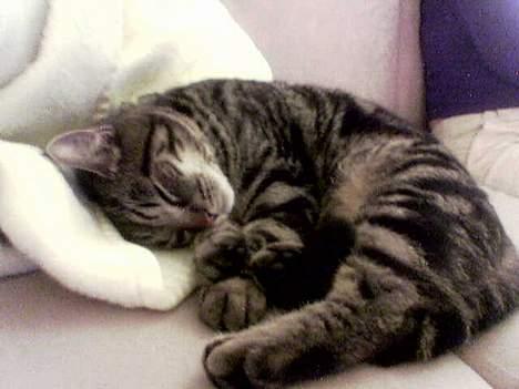 Huskat Pumba billede 3