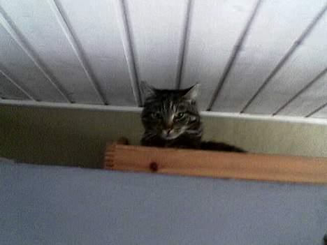 Huskat Pumba billede 4