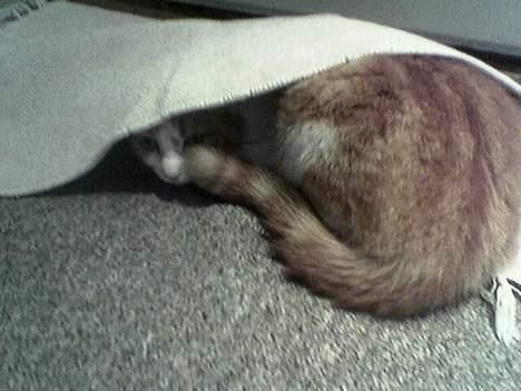 Blanding af racer Mille billede 3