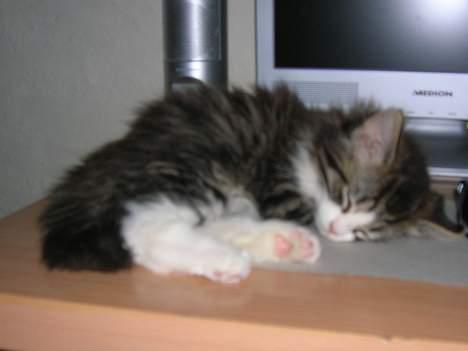 Huskat Olli - Olli sovende på computerbordet billede 2