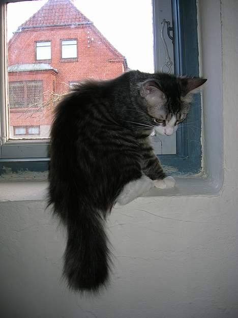 Huskat Olli - Olli i vindueskarmen billede 3