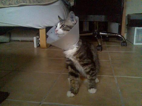 Huskat Olli - Olli med halskrave efter operation ( blev steriliseret ) billede 4