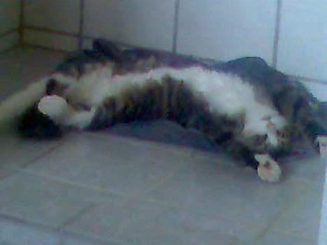 Huskat Olli - Olli i brusekabinen billede 5