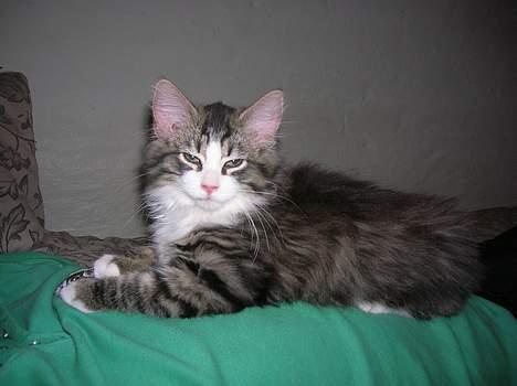 Huskat Olli - Olli billede 6