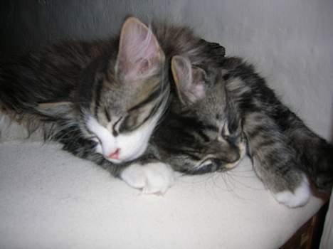 Huskat Olli - Olli med storebror Salli ( troede det var pigen Salli, men nej da ) billede 7