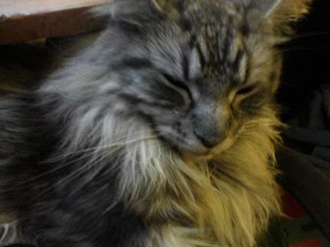 Maine Coon silver billede 19