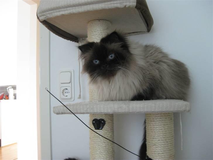 Colorpoint Loui billede 5