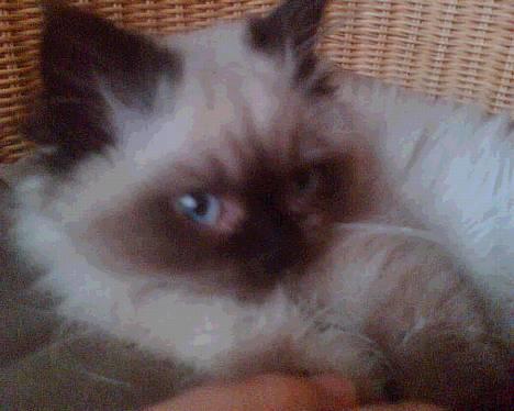 Colorpoint Loui - Kan du spises?! billede 6