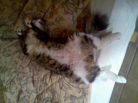 Huskat Olli - Total afslapning på sengen.. billede 8