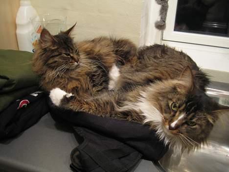 Maine Coon Victor billede 18