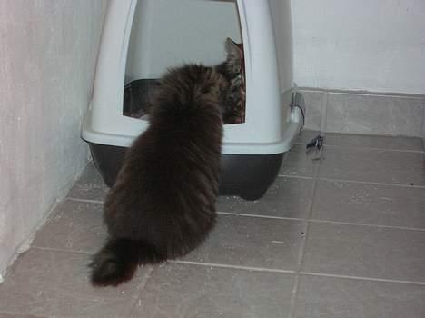 Huskat Olli - Hmmm. SKAL jeg derind... billede 9