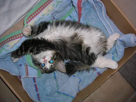 Huskat Olli - vride vride.. jeg er lidt lækker....  billede 10