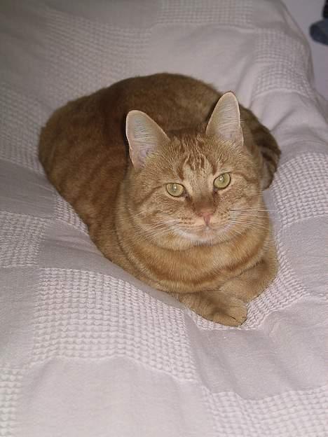 Huskat Mickey billede 1