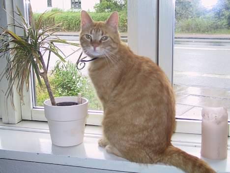 Huskat Mickey - Vindueskarmen er altid et dejligt sted at holde til når det er koldt udenfor.. billede 2