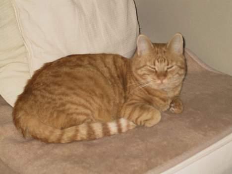 Huskat Mickey - En "sofa-slapper" billede 3