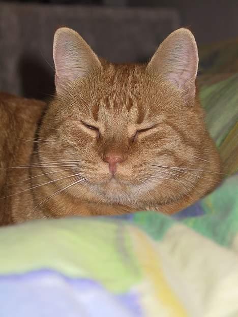 Huskat Mickey - Uhh..blitz.. billede 4