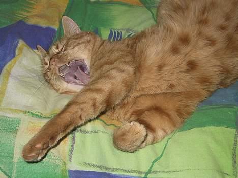 Huskat Mickey - ja..det er hårdt at sove det meste af dagen... billede 6