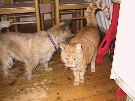 Huskat Mickey - Mig og min "fætter" billede 7