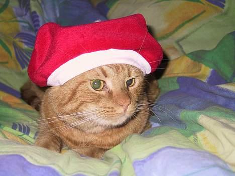 Huskat Mickey - Glædelig jul..:-) billede 8