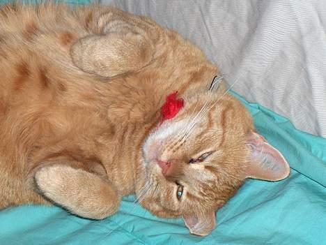 Huskat Mickey billede 10