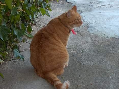 Huskat Mickey - Nyder det gode vejr i "det grønne" billede 11